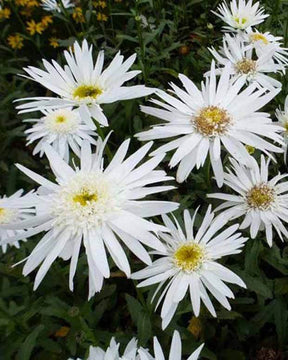 Marguerite d été Christine Hagemann Leucanthème Christine Hagemann - Fleurs vivaces - Leucanthemum x superbum Christine Hagemann