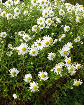 Chrysanthème tardif - Chrysanthèmes vivaces - Leucanthemella serotina