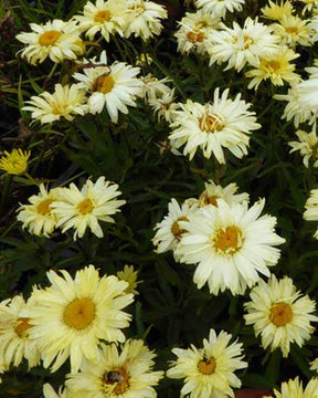 Marguerite d été Goldfinch Leucanthème Goldfinch - Fleurs vivaces - Leucanthemum x superbum Goldfinch