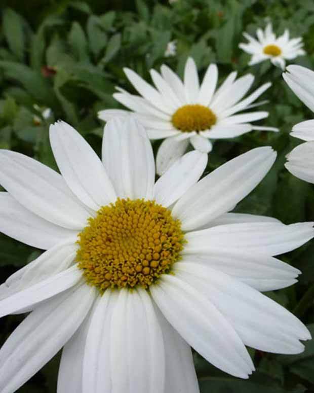 Marguerite d été Gruppenstolz - Fleurs vivaces - Leucanthemum x superbum Gruppenstolz