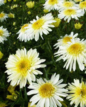 Marguerite d été Real Glory - Fleurs vivaces - LEUCANTHEMUM SUPERBUM REAL GLORY