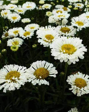 Marguerite Real Neat - Fleurs vivaces - LEUCANTHEMUM SUPERBUM REAL NEAT