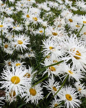 Marguerite d été Shapcott Gossamer - Fleurs vivaces - Leucanthemum x superbum Shapcott Gossamer ( Shapc