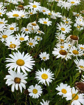 Marguerite d été Silberprinzeschen - Fleurs vivaces - Leucanthemum x superbum Silberprinzesschen