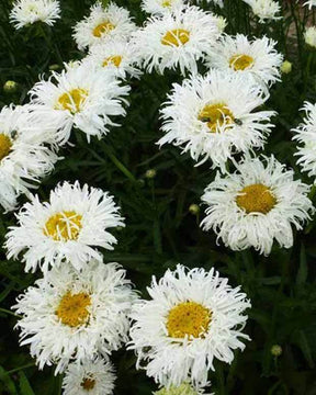 Marguerite d été Shapcott Ruffles - Fleurs vivaces - Leucanthemum x superbum Shapcott Ruffles ( Shapco