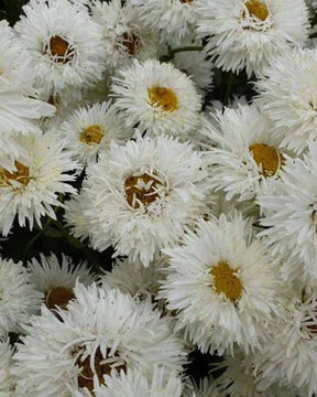 Marguerite d été Shapcott Summer Cloud - Fleurs vivaces - Leucanthemum x superbum Shapcott Summer Cloud ( Shapcott series )