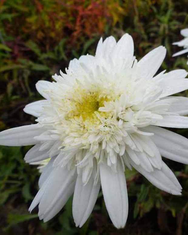 Marguerite d été Stina - Fleurs vivaces - Leucanthemum x superbum Stina