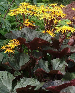 Ligulaire à feuilles dentées Britt Marie Crawford - Fleurs vivaces - Ligularia dentata Britt-Marie Crawford