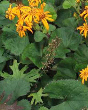 Ligulaire à feuilles dentées - Fleurs vivaces - LIGULARIA DENTATA