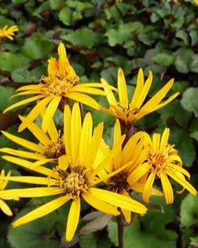 Ligulaire Othello - Fleurs vivaces - LIGULARIA DENTATA OTHELLO