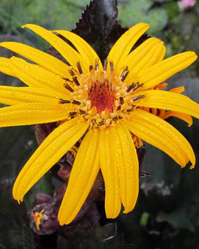 Ligulaire à feuilles dentées Pandora - Fleurs vivaces - Ligularia dentata Pandora