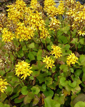 Ligulaire Laternchen - Fleurs vivaces - Ligularia x hessei Laternchen