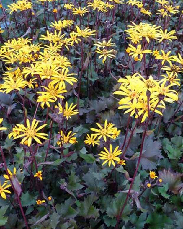 Ligulaire Osiris Café Noir - Fleurs vivaces - Ligularia Osiris Café Noir