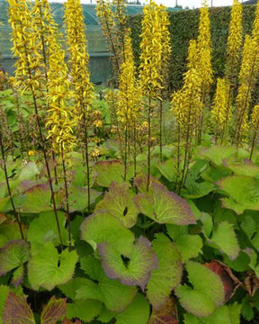 Ligulaire de Hodgson - Fleurs vivaces - Ligularia hodgsonii