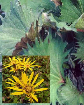 Ligulaire Osiris Fantaisie - Fleurs vivaces - Ligularia Osiris Fantaisie