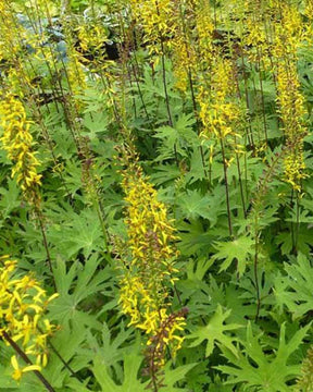 Ligulaire przewalskii - Fleurs vivaces - Ligularia przewalskii