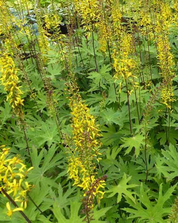 Ligulaire przewalskii - Fleurs vivaces - Ligularia przewalskii