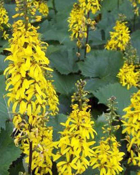 Ligulaire de Wilson - Fleurs vivaces - LIGULARIA WILSONIANA