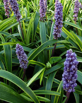 Liriope muscari Gold Banded - jardins - LIRIOPE MUSCARI GOLD BANDED