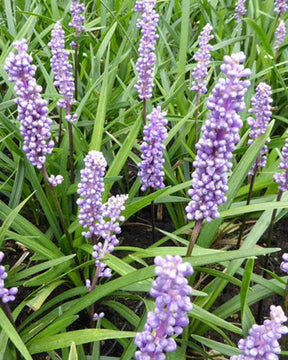 Liriope muscari Moneymaker - jardins - LIRIOPE MUSCARI MONEYMAKER