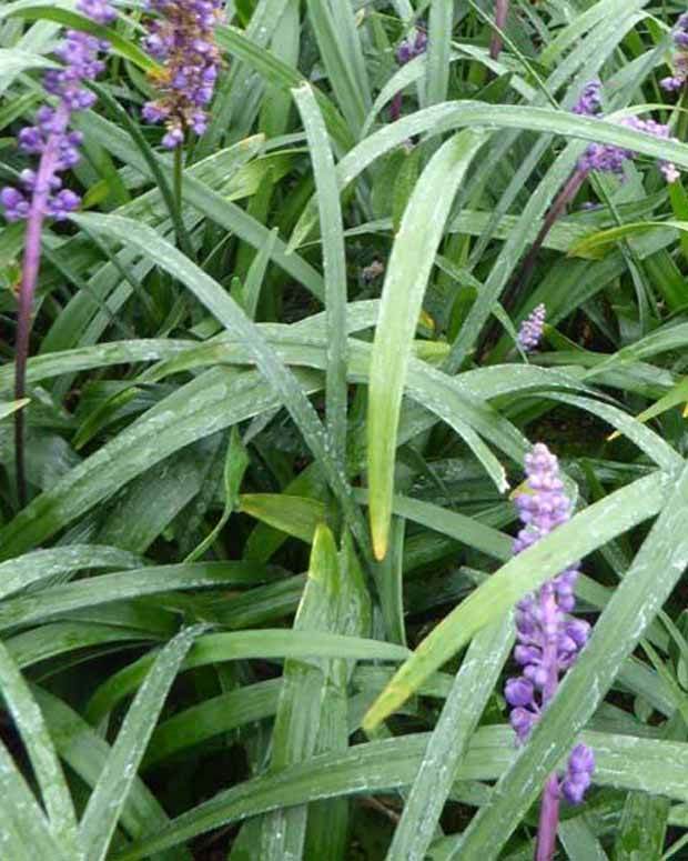 Liriope Purple Passion Faux-muscari pourpré - jardins - Liriope muscari Purple Passion