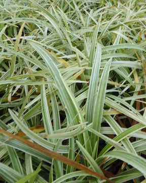 Liriope en épis Silver Dragon - jardins - Liriope spicata Silver Dragon