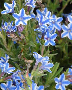 Grémil diffus Star - jardins - LITHODORA DIFFUSA STAR