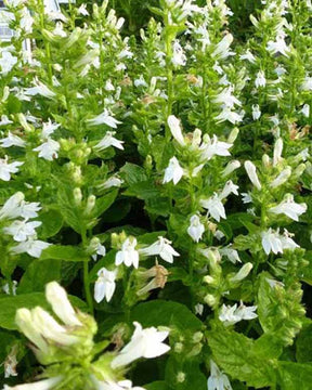 3 Lobélies siphilitique Alba - Fleurs vivaces - LOBELIA SIPHILITICA ALBA