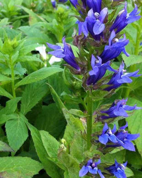 3 Grandes Lobélies bleue Blaue Auslese Lobélia des marais - Fleurs vivaces - Lobelia siphilitica Blaue Auslese