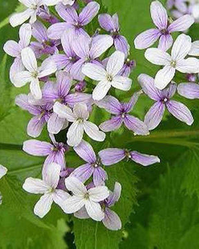 Lunaire vivace - Fleurs vivaces - LUNARIA REDIVIVA