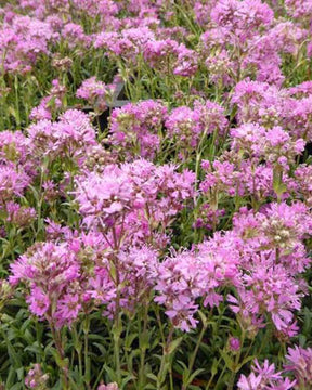 3 Lychnis des Alpes Rosea - Fleurs vivaces - LYCHNIS ALPINA ROSEA