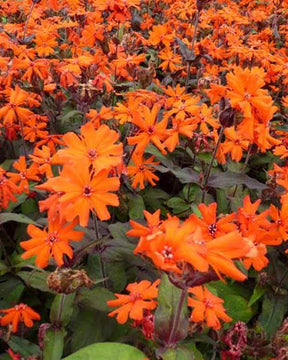 Croix de Jérusalem Vesuvius - Fleurs vivaces - LYCHNIS ARKWRIGHTII VESUVIUS