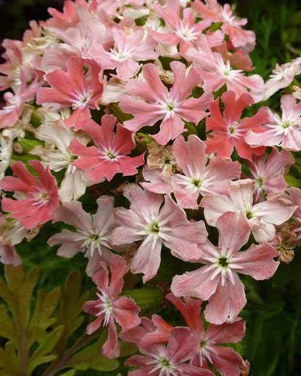 Croix de Jérusalem rose - Fleurs vivaces - Lychnis chalcedonica Carnea