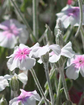 3 Coquelourdes Oculata Coquelourdes à œil rose - Fleurs vivaces - Lychnis coronaria Oculata