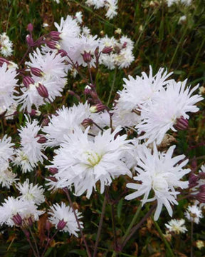 Silène fleur de coucou Petit Henri - Fleurs vivaces - Lychnis flos-cuculi Petit Henri