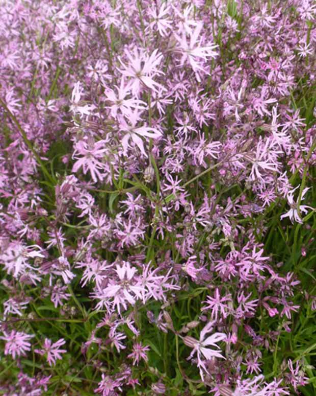 Lychnis flos-cuculi - Oeillet des près - Fleurs vivaces - LYCHNIS FLOS-CUCULI