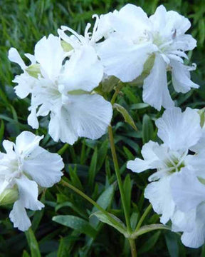 3 Silènes visqueux Alba Viscaire Alba - Fleurs vivaces - LYCHNIS VISCARIA ALBA