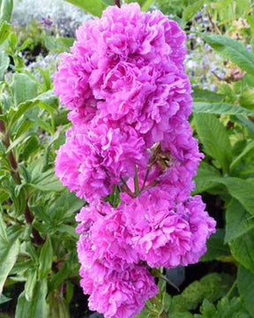 Silène visqueux Plena Viscaire Plena - Fleurs vivaces - LYCHNIS VISCARIA PLENA