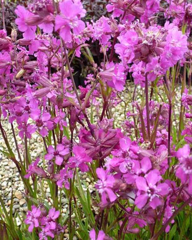 3 Lychnis viscaria Splendens Attrape-mouches - Fleurs vivaces - LYCHNIS VISCARIA SPLENDENS