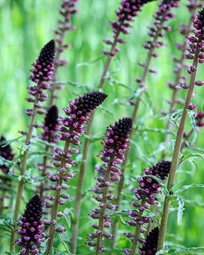 Lysimaque pourpre - jardins - Lysimachia atropurpurea