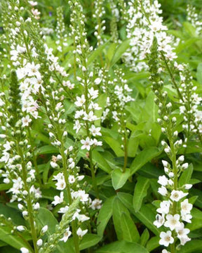 Lysimaque à épis penchés - jardins - Lysimachia barystachys