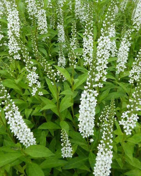 Lysimaque - jardins - LYSIMACHIA FORTUNEI