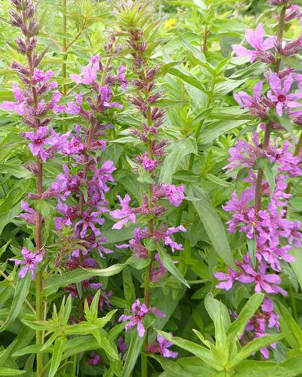 Salicaire Anceps - jardins - Lythrum salicaria ssp intermedium