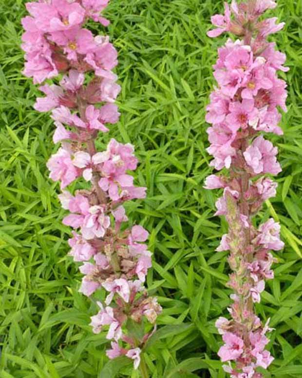 Salicaire Blush - jardins - Lythrum salicaria Blush