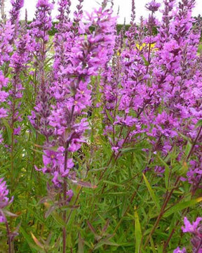 Salicaire Lady Sackville - jardins - LYTHRUM SALICARIA LADY SACKVILLE