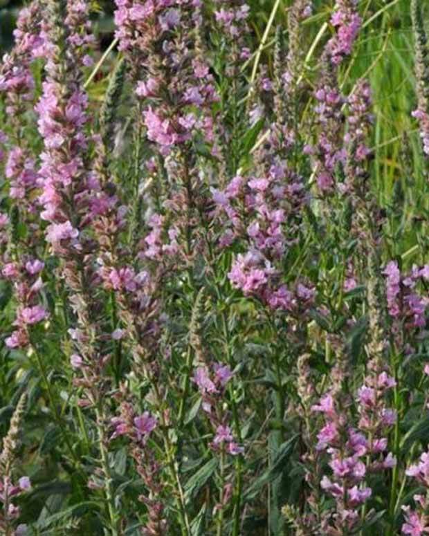 Salicaire Pink Tails - jardins - Lythrum salicaria Pink Tails