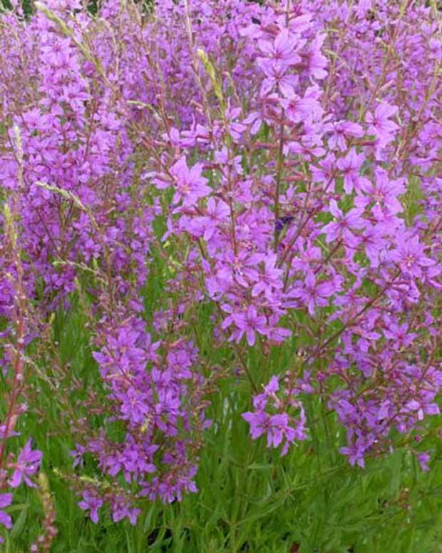 Salicaire Swirl - jardins - Lythrum salicaria Swirl