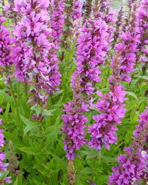 Salicaire Zigeunerblut - jardins - Lythrum salicaria Zigeunerblut