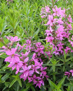 Salicaire Rose Queen - jardins - LYTHRUM VIRGATUM ROSE QUEEN