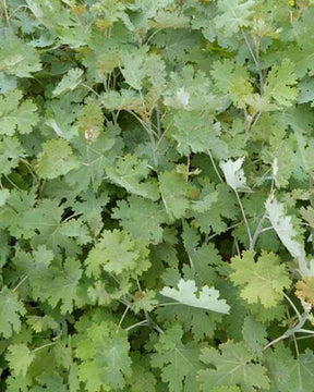 Bocconie à feuilles en cœur - jardins - MACLEAYA CORDATA